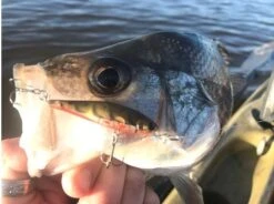 Lucky Craft Pointer 48 DD -Fishing Gear Shop 10193