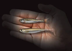 Live Target Slowroll Shiner 125mm 11 Live Target Slowroll Shiner 125mm -Fishing Gear Shop 9761