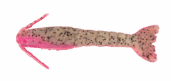 Berkley Gulp 2 Inch Shrimp -Fishing Gear Shop GULP3inShrimp PinkBellyShrimp