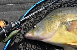 Live Fibre Blade N Tails 7 Live Fibre Blade N Tails -Fishing Gear Shop full 4748 DSC 0172