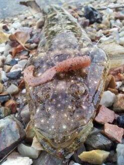 Tackle Tactics Tournament HWS Series 12 Tackle Tactics Tournament HWS Series -Fishing Gear Shop full 624