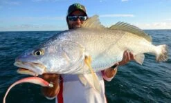 Tackle Tactics HeadlockZ HD Jig Heads -Fishing Gear Shop full 783